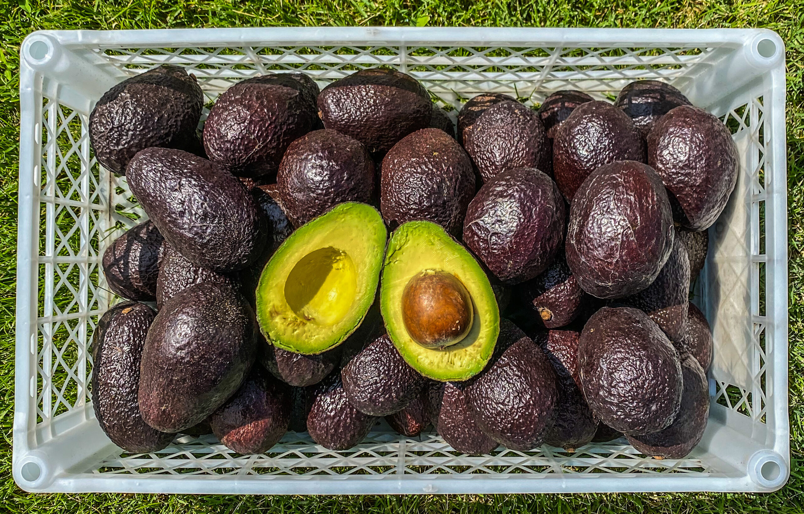 Caja Palta Hass Chilena 10 Kg Cintazul